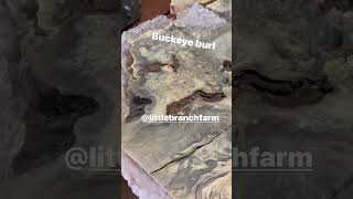 Unboxing A Buckeye Burl Slab wood buckeyeburl liveedgewood naturalwood burlwood woodworking [upl. by Missie]