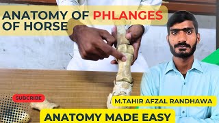 lecture  28 Anatomy of phalanges of forelimb amp hindlimbVeterinary Anatomy in HindiUrdu [upl. by Drofnelg]