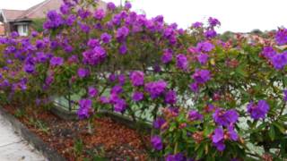 Tibouchina semidecandra flowers vs Tibouchina Noelene  Glory Bush HD 11 [upl. by Aciamaj910]