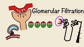 Glomerular Filtration  GFR  Starling Forces  Tubuloglomerular Feedback  Renal Physiology [upl. by Dor]