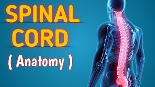 Neurology  Spinal cord anatomy  Spinal nerves [upl. by Jevon]