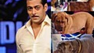 Salman Khan Brings His Dogs Along [upl. by Atinor]