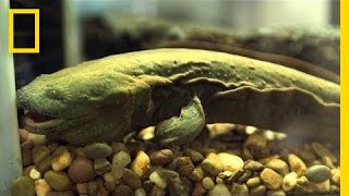 Snot Otters aka Hellbenders Slipping Away  National Geographic [upl. by Robinia]