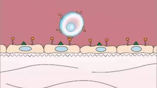 Adhesion in Leukocyte Extravasation [upl. by Irrok]