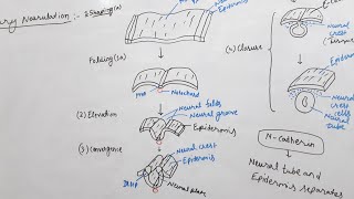 Neurulationembryology MscCSIR NETBsc etc [upl. by Timmie]