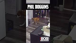 quotIn The Air Tonightquot Phil Collins X Doggo philcollins doggo dogmemes dogshorts [upl. by Ardnasella380]