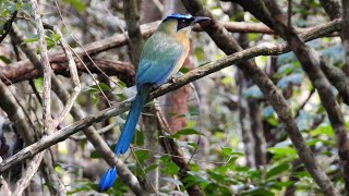 Lessons Motmot in Mexico [upl. by Alebasi728]