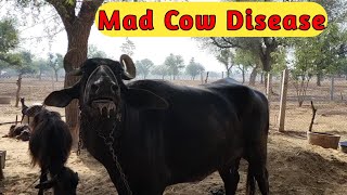 Meningitis  Mad cow disease  Bovine spongiform encephalopathy  Neurological disorder in a buffalo [upl. by Nahor]