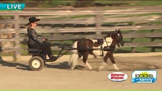 A fun family event at Lake Metroparks Check out HorseFest [upl. by Abernon638]