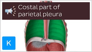 Costal part of parietal pleura  Anatomical Terms Pronunciation by Kenhub [upl. by Heigho]