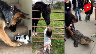 15 minutes of adorable 🥰cats and dogs videos 😍😅Funniest animals will make you laugh uncontrollably 😂 [upl. by Avrom]