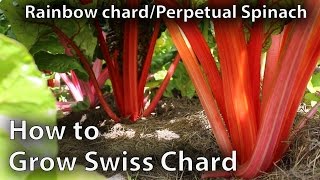 How to Grow Swiss Chard in Abundance [upl. by Asihtal]