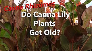 Do Canna Lily Plants Get Old What Happens to the Rhizome After a Few Years Growing in a Garden [upl. by Clardy]