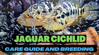 JAGUAR CICHLID  Watch this before you buy one [upl. by Audie]