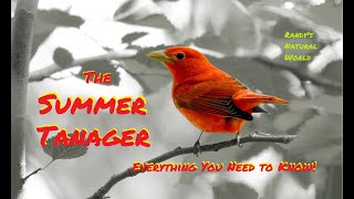 The Summer Tanager Everything You Need to Know [upl. by Lankton557]