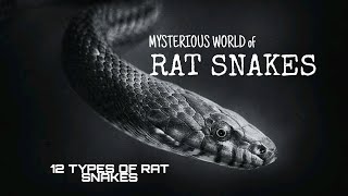 types of rat snakes12 types of rat snakesnonvenomous rat snakesrat snake [upl. by Mazur45]