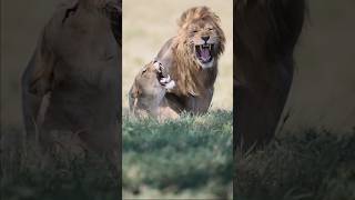 L’accouplement des lions 🦁 safari lion tanzania animaux photographer [upl. by Htidra652]