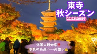 【東寺の紅葉2024•京都】ちょっとキツイ風東寺の夜‼️外国人観光客多く並ぶ東寺ライトアップ‼️ Popular Foreigner’s Tourist Spot 『Toji Temple』 [upl. by Ardath]