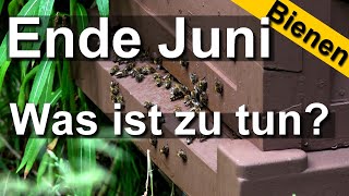 Bienen Ende Juni  keine Tracht was sollte der Imker jetzt tun [upl. by Aihpledalihp]