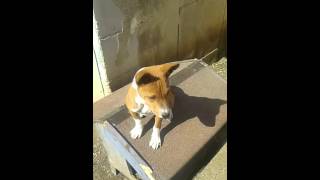 Labbaio del basenji [upl. by Nettle]