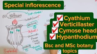 Special inflorescenceCyathiumVerticillasterHypanthodiumCymose headBsc and MSc botany topic [upl. by Capon908]