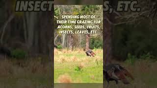 Floridas Wild Turkeys [upl. by Willi938]