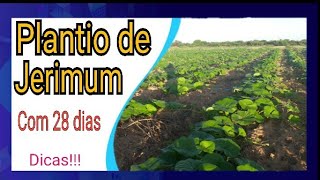 Plantio de JERIMUM com 28 dias [upl. by Araem308]