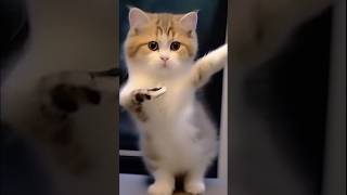 Cute Kitty 🐱 Dancing cat catlover catdance [upl. by Lonne331]