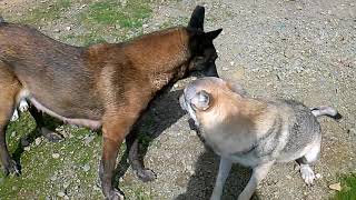 Gladys chef de meute avec deux femelles chien loup tchécoslovaque agée d15 ans [upl. by Behlke780]