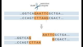 Biologi 2 Genteknik del 1 av 4 [upl. by Denten342]