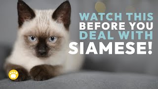 10 Interesting Facts About Siamese Cats [upl. by Ploch]