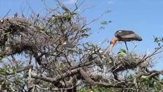 BIRDS OF INDIA  Greater Ajutant Nesting Colony [upl. by Aimehs911]