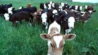 cross cow in pakistan desi cow Dairy Farming in Pakistan Urdu How many acres do you need per goat m [upl. by Irroc12]