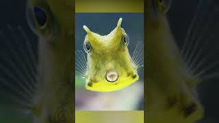 Boxfish  The Square Fish [upl. by Morty]