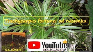 317Trachycarpus fortunei z nasionpielÄ™gnacja przyrostuprawapodlewanie [upl. by Stretch512]