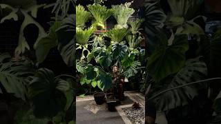 Repoting Philodendron Mcdowel ☘️ aroids philodendron mcdowells platycerium plants homedecor [upl. by Screens858]