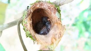 Cómo nacen los Colibríes video colibri [upl. by Sainana]