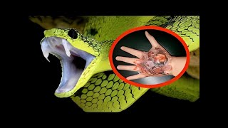 Top 5 deadliest snakes in the world [upl. by Adnwahsat]