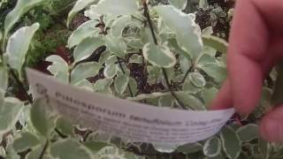 Pittosporum tenuifolium Collaig Silver 10L at Big Plant Nursery in West Sussex UK [upl. by Nna167]