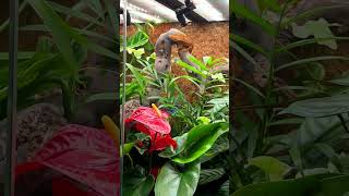 Crested Gecko Terrarium Update after a little maintenance 🥰 reptiles terrariumlove crestedgecko [upl. by Kecaj]