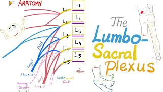 The Lumbosacral Plexus  Anatomy Series [upl. by Aceissej]