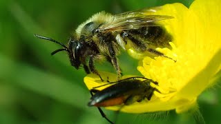 Viltvlekzandbij Andrena nitida en Kleine zwarte smalboktor Stenurella nigra [upl. by Lebasy]