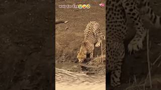 Jaguar VS Crocodile Status 🐊 Khalnayak hetarun0669 subscribe dangerousyoutubeshorts viralvideo [upl. by Catt]