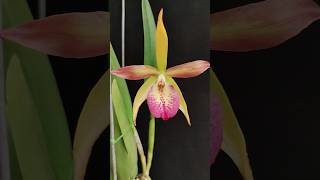 Brassavola nodosa x Cattleya Bright Angel anggrek orchids [upl. by Ayerdna]