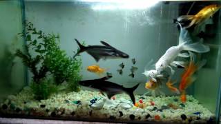 Care of Aquarium Shark  About feeding and Maintenance  Care Tips for Iridescent Shark [upl. by Kilgore]