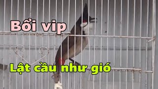 SIÊU PHẨM BỔI VIP  LẬT CẦU NHƯ GIÓ  CHÀO MÀO BỔI VIP MẪU CHIM THI ĐẤU TRƯỜNG TƯƠNG LAI  1911 [upl. by Nessim]