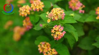 Amazing Native Plants  Lantana camara atta kodalu aakuVijay Kumar [upl. by Millwater828]