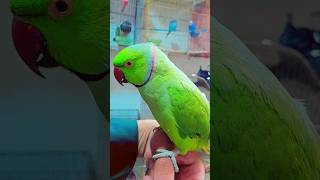 Roseringed parakeet [upl. by Aonehc]