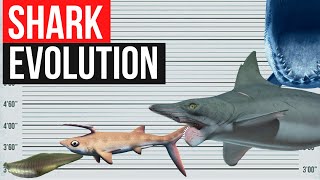 Shark Evolution  In one minute [upl. by Ennoval]