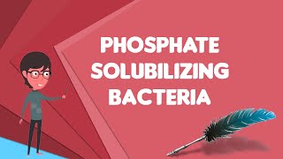 What is Phosphate solubilizing bacteria Explain Phosphate solubilizing bacteria [upl. by Atinob]